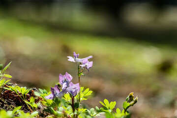 春の野山のジロボウエンゴサク