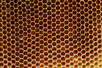 Background texture and pattern of a section of wax honeycomb from a bee hive filled with golden honey in a full frame view
