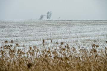 Winter landscape snow-covered dirt road near the oak grove on a cloudy day