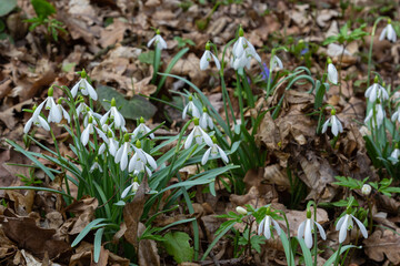 Flowers snowdrops in garden, sunlight. First beautiful snowdrops in spring. Common snowdrop blooming. Galanthus nivalis bloom in spring forest.