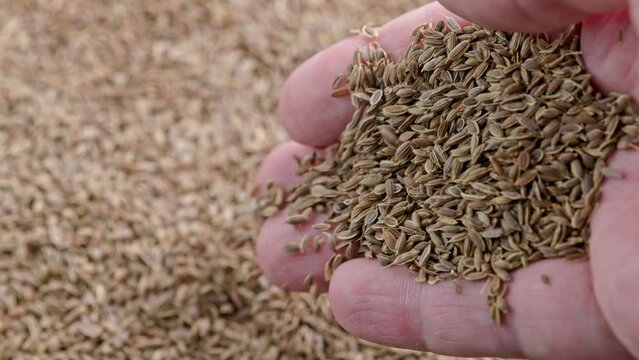 dry dill seeds pouring on pile, rotating closeup with slo-mo