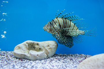 
lion fish in the tank
