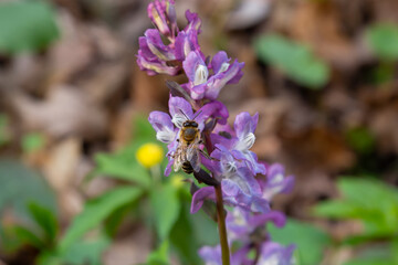 Fototapeta premium Corydalis cava, violet spring flowers of corydalis, macro, close-up