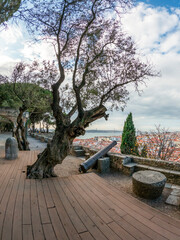 Old olive tree growing in the Sao Jorge Saint George Castle, Moorish castle on a hill overlooking the center of Lisbon,Portugal