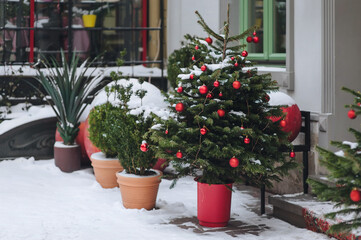 Green decorative Christmas trees stand in pots on the snow near a store with green doors in Lviv, Ukraine. Winter snow. New Year's Eve and Christmas.