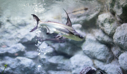 CHAO PHRAYA GIANT CATFISH