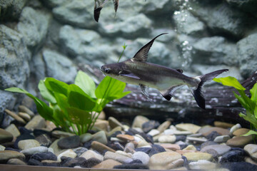Naklejka premium CHAO PHRAYA GIANT CATFISH