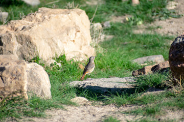 Adult Female Moussier's Redstart (Phoenicurus moussieri)