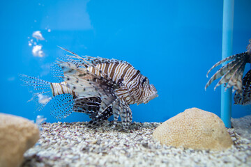 
lion fish in the tank