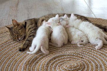 Mother cat feeds newborn kittens. Feeding kittens, health of small cats	