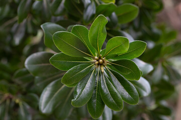 Green shrub pittosporum tobira leaves useful as a background or texture. Young large leaves of dark green color.