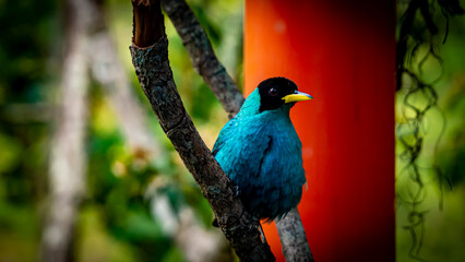 small bluebird on a branch