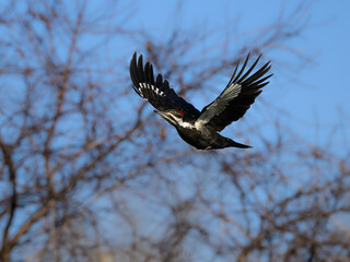 Female Pileated Woodpecker in Flight Against Blue Sky and Trees