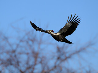 Female Pileated Woodpecker in Flight Against Blue Sky and Trees