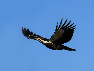 Naklejka na ściany i meble Female Pileated Woodpecker in Flight Against Blue Sky