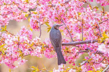桜の木に止まる野生のヒヨドリ