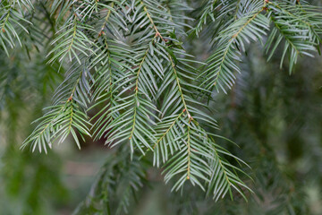 Cephalotaxus fortunei the Chinese plum-yew natural green background of evergreen coniferous tree