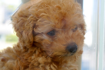 a baby poodle with brown fur