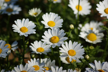 White daisy flowers are in full bloom.