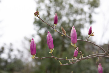 Magnolia soulangeana is also called a saucer-shaped magnolia, pink buds on a tree branch are...