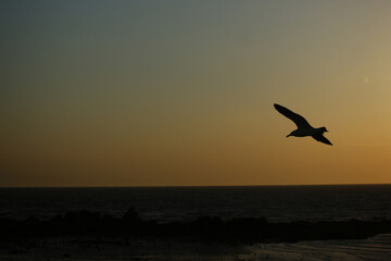 Fototapeta na wymiar the silhouette of a seagull at sunset