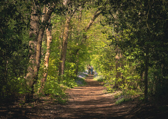 Fototapeta  Wczesna wiosna, młode soczyście zielone liście na drzewach, ścieżka przez las. W oddali ludzie podczas pieszej wędrówki po lesie. obraz