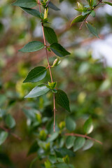 Obraz premium prspring background thin spring twigs with young fresh tree buds