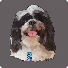 shih tzu dog