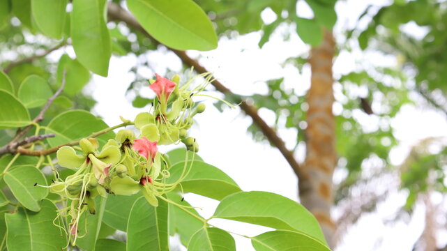 Afzelia xylocarpa flowers. Bouquet of Kurz Craib on a tree on blurred green leaf background with copy space. Selective focus