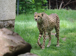 Cheetah (Acinonyx jubatus)