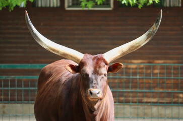 Ankole-Watusi, cattle with big horns