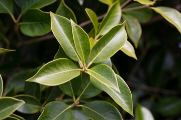 fresh green foliage of Osmanthus fortunei shrub, texture or background of young green leaves