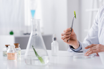 cropped view of laboratory assistant holding tweezers with aloe near cosmetic ingredients.