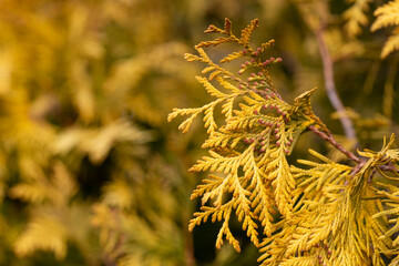 golden thuja grow macro, selective focus of Thuja shrub leaves, natural golden leafy background