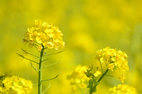 菜の花畑 の画像 87 940 件の Stock 写真 ベクターおよびビデオ Adobe Stock