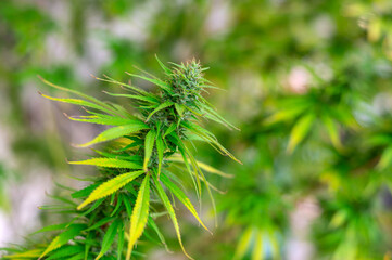 Close up  Green cannabis leaf on blurred background.sativa marijuana plant.leaves view from above, beautiful wallpaper background.Photo select focus.
