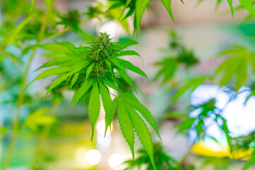 Close up  Green cannabis leaf on blurred background.sativa marijuana plant.leaves view from above, beautiful wallpaper background.Photo select focus.
