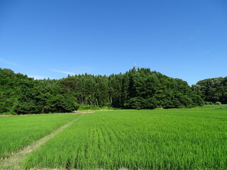 夏の田園風景