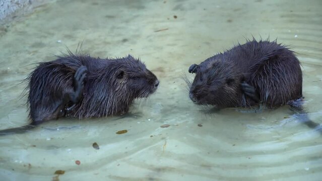 nutrie. two nutria caught while playing at a zoo. 4k video.