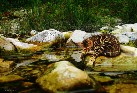 Gatto Bengala lungo fiume nell'area naturalistica Khoomfay