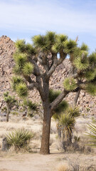 Joshua Trees in Southern California