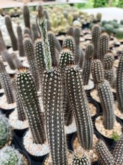 Setiechinopsis mirabilis