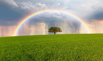 Beautiful landscape view of green grass field with lone tree - Aerial view of rain above countryside rural field or meadow landscape