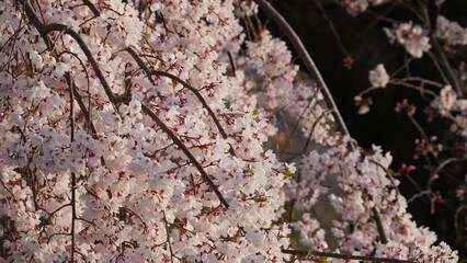 夕桜22