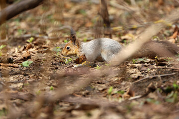 Red squirrel jumps on the ground to find food. Life of wild animals in spring forest