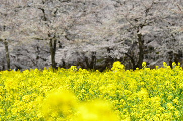 菜の花畑