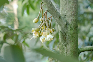 The flowers of the durian tree are blooming.