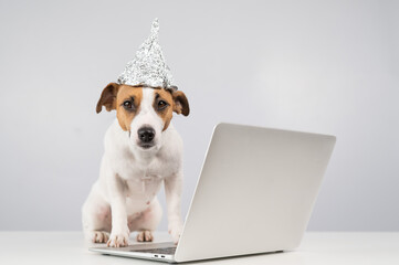 Jack Russell Terrier dog in a foil hat works at a laptop. 