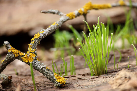 Fresh Green Grass Breaks Out Of The Ground In Spring Forest. Fallen Branch Covered With Moss And Mold, Beauty Of Nature