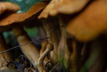 mushroom family growing in a European forest